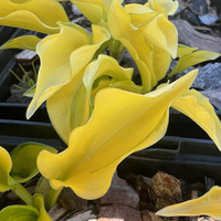 Hosta 'Cracker Crumbs'